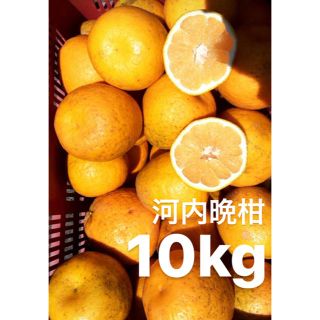 宇和ゴールド10Kg   河内晩柑　愛媛　みかん(フルーツ)