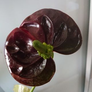 観葉植物 アンスリウム(珍) 花 ブラッククイーン  １株花付き(プランター)