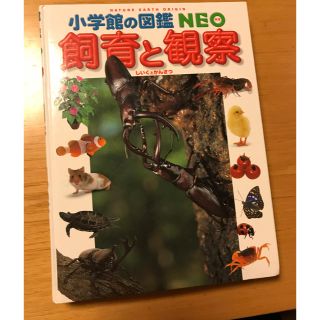 ショウガクカン(小学館)の飼育の観察　小学館の図鑑NEO(絵本/児童書)