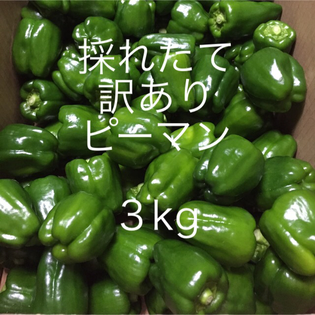 送料無料 訳ありピーマン 3kg 採れたてピーマン発送致します！！ 食品/飲料/酒の食品(野菜)の商品写真