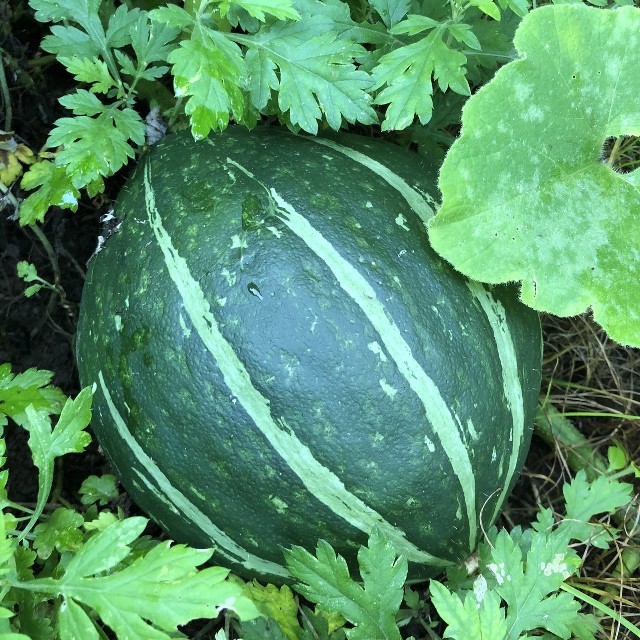 九州とれたて野菜セット 食品/飲料/酒の食品(野菜)の商品写真