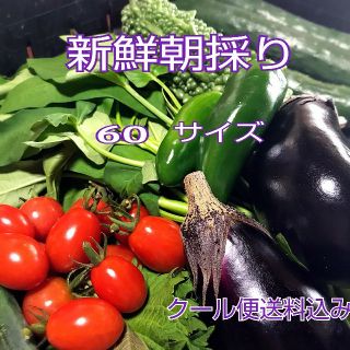 野菜箱詰め【野菜おまかせ♪野菜お試しセット】新鮮野菜 (野菜)