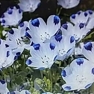 花の種　ネモフィラ　インシグニスブルー３００粒以上　オマケ付き(その他)