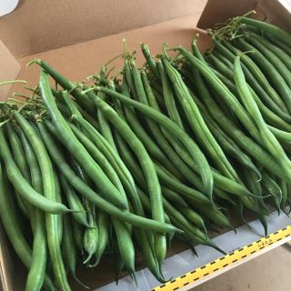 インゲン豆訳あり(野菜)