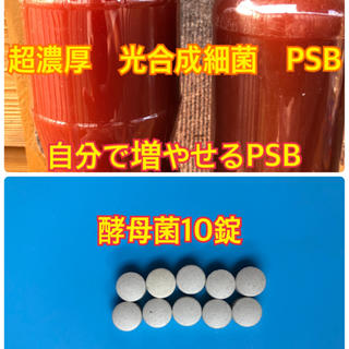 自分で増やせる光合成細菌PSB  30ml×2酵母菌10錠付き(アクアリウム)