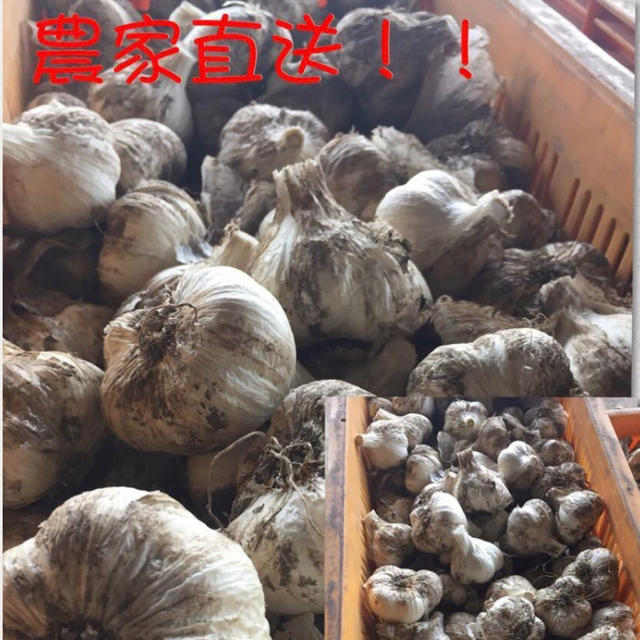 青森県産黒にんにくバラ500g 食品/飲料/酒の食品(野菜)の商品写真