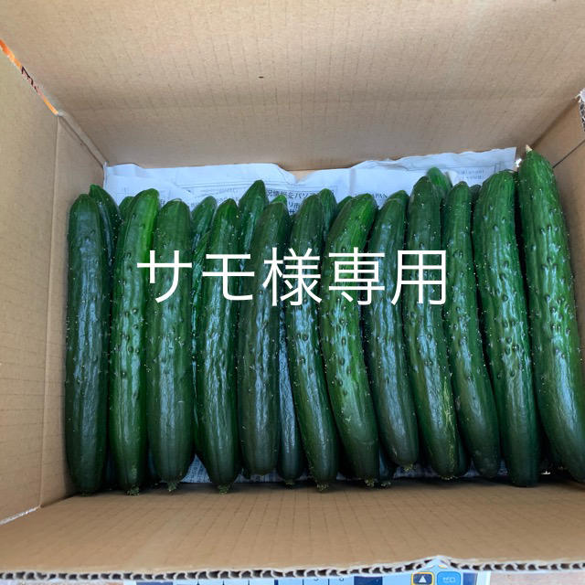 長野県産　朝取れきゅうり　標高800メートル　高原野菜　約5キロ