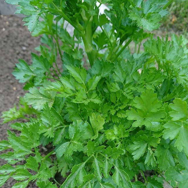 #1【すぐに何度でも収穫できるサラダ野菜の種12セット！】ベランダ、プランター 食品/飲料/酒の食品(野菜)の商品写真