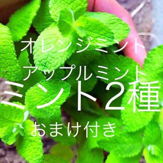 アップルミントオレンジミントセット(その他)