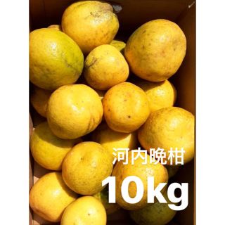 宇和ゴールド10Kg   河内晩柑　愛媛　みかん(フルーツ)