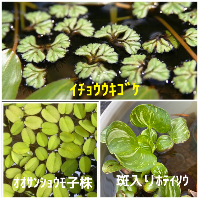 ビオトープ 水草