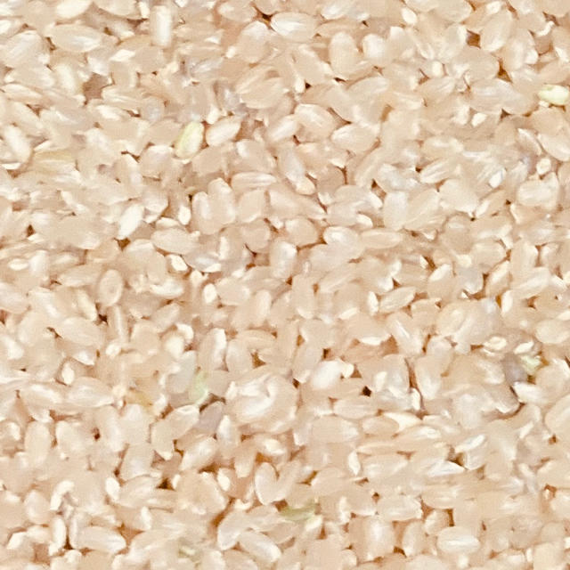 新米！令和２年度 高知県産コシヒカリ 10kg玄米 精米無料 食品/飲料/酒の食品(米/穀物)の商品写真