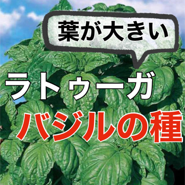 【存在感抜群‼️】バジル・ラトゥーガの種 30粒 バジル ハーブ 種 タネ 食品/飲料/酒の食品(野菜)の商品写真