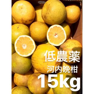 愛媛　低農薬　宇和ゴールド15Kg   河内晩柑　みかん(フルーツ)