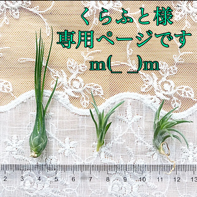 エアープランツ ミニ 3種 ハンドメイドのフラワー/ガーデン(その他)の商品写真