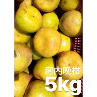 愛媛　宇和ゴールド　5Kg   河内晩柑　嵐ゴールド(フルーツ)