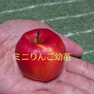 ミニりんご幼苗(プランター)