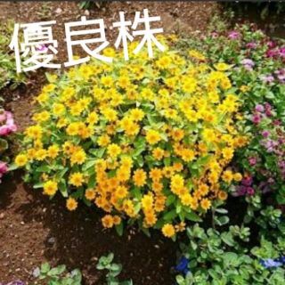  メランポジューム 花苗(その他)