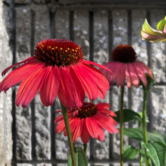 エキナセア　ルージュノワール  花の種 ハンドメイドのフラワー/ガーデン(その他)の商品写真