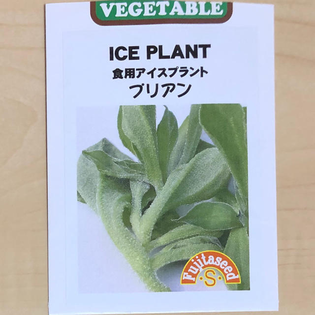 【不思議な食感‼️】アイスプラントの種 20粒 野菜 多肉植物 家庭菜園 タネ 食品/飲料/酒の食品(野菜)の商品写真