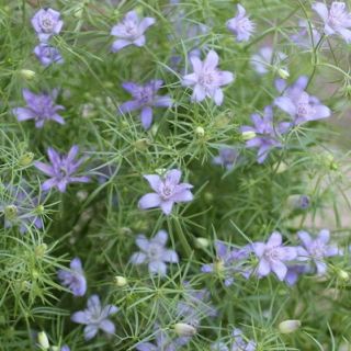 花種 花 種  ニゲラ ブルースター 星型のニゲラ(その他)