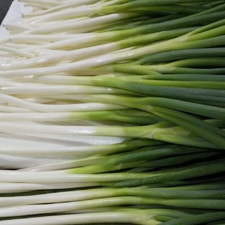 鳥取県境港産 白ねぎ（長ねぎ）3kg(野菜)
