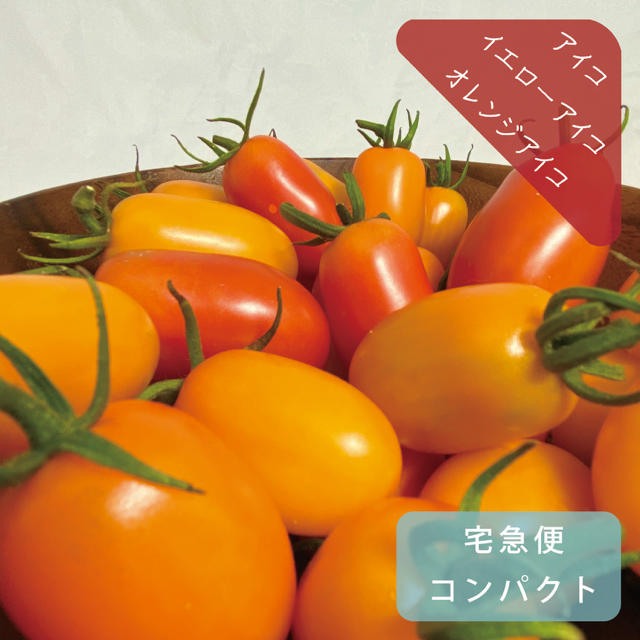 ミニトマト　アイコ(レッド・イエロー・オレンジ) 約1kg 栽培期間中農薬不使用 食品/飲料/酒の食品(野菜)の商品写真