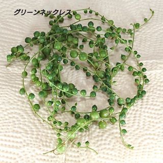 多肉植物 グリーンネックレス カット苗(その他)