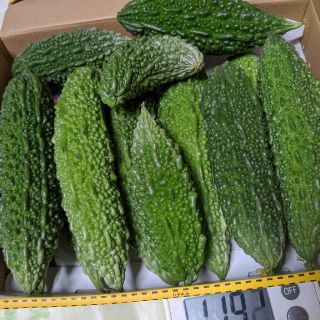 岡山県産  新鮮  ゴーヤ15本  1.1キロ入り  無農薬野菜(野菜)
