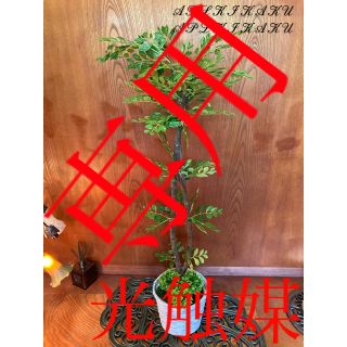 光触媒　人工観葉植物　抗菌消臭　ウォールグリーン　トネリコＭＭ12350(置物)