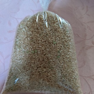 米、玄米、2019年産2kg。岐阜ハツシモ。送料込(米/穀物)
