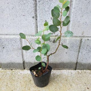 ユーカリ　ポポラス　ポット苗　多年草　宿根草　観葉植物(プランター)