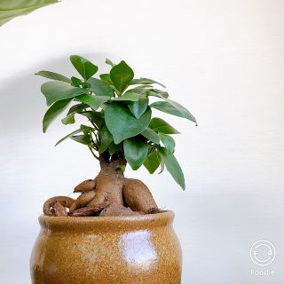 壺入り【送料込】＊ficus retusa ガジュマル＊ 南国 沖縄(その他)