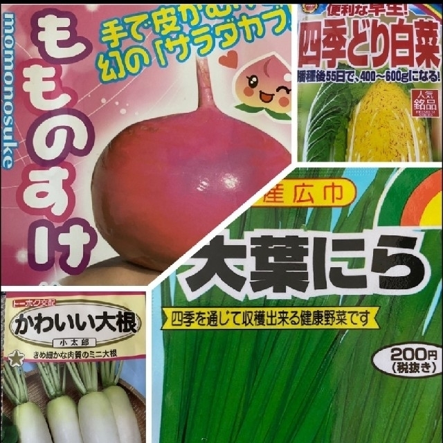 野菜の種　4種類  家庭菜園  プランター 食品/飲料/酒の食品(野菜)の商品写真