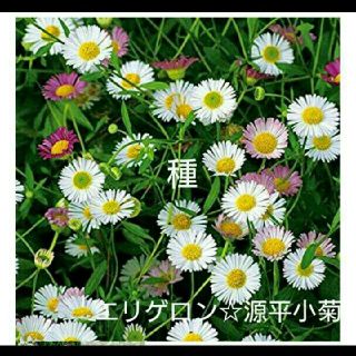 エリゲロン☆源平小菊の種(その他)