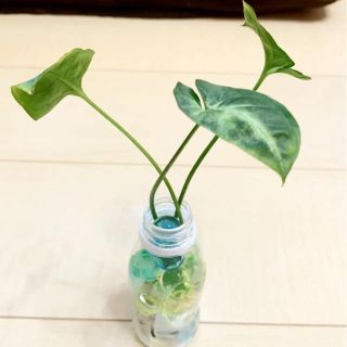 【このまま飾れる】観葉植物 シンゴニウム 発根済&プルプルボール　全長約20cm(その他)