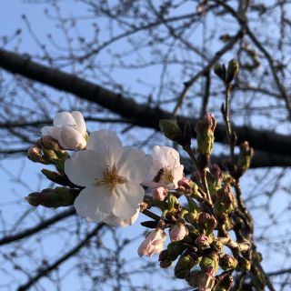 もこや様専用です(ロングワンピース/マキシワンピース)