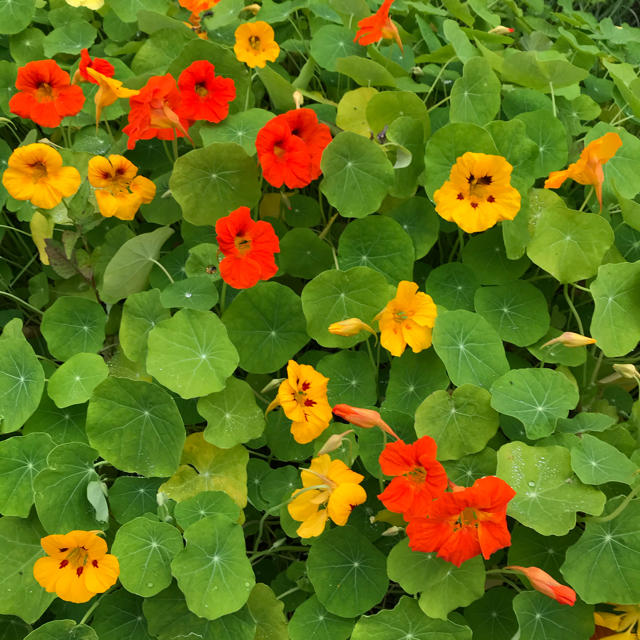 秋に種蒔き花が咲く❣️ナスタチウム　金蓮花の種　12粒 食品/飲料/酒の食品(野菜)の商品写真