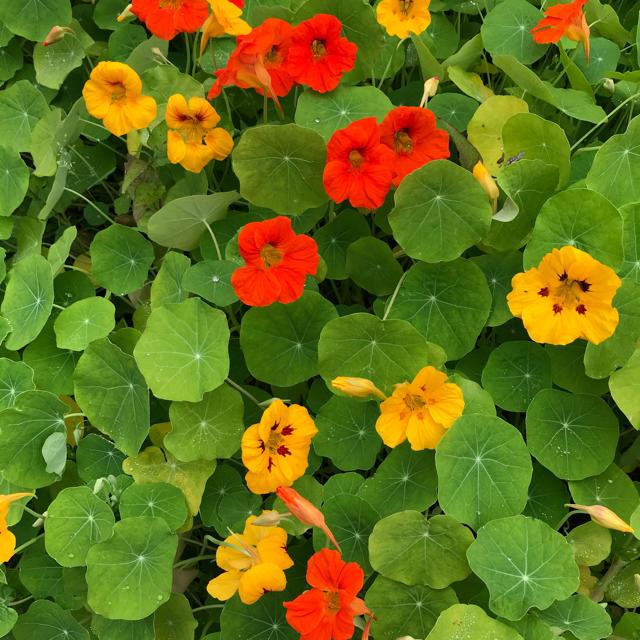 秋に種蒔き花が咲く❣️ナスタチウム　金蓮花の種　12粒 食品/飲料/酒の食品(野菜)の商品写真