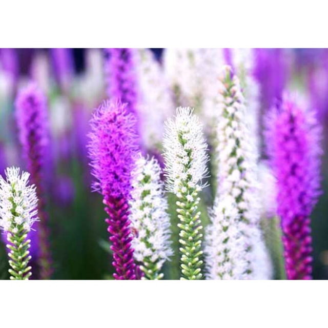 リアトリス  スピカータ系(槍咲き)紫　お庭の背景に　球根　耐寒性宿根草 ハンドメイドのフラワー/ガーデン(その他)の商品写真