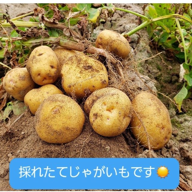 北海道　北見産　じゃがいも　インカのめざめ　2kg　◎農家直送 食品/飲料/酒の食品(野菜)の商品写真