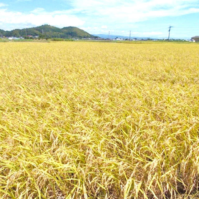 新米！令和２年度 高知県産コシヒカリ 20kg 玄米 精米無料 食品/飲料/酒の食品(米/穀物)の商品写真