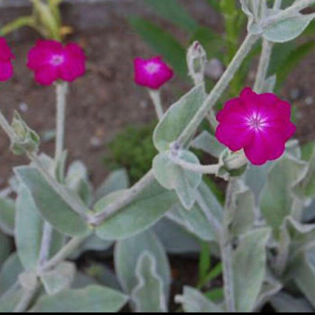 Lychnis chalcedonica 1株　銀葉　リクニス  コロナリア ハンドメイドのフラワー/ガーデン(その他)の商品写真