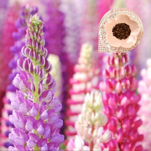 豪華さが魅力♡『ルピナス』花の種100→150粒 ハンドメイドのフラワー/ガーデン(その他)の商品写真