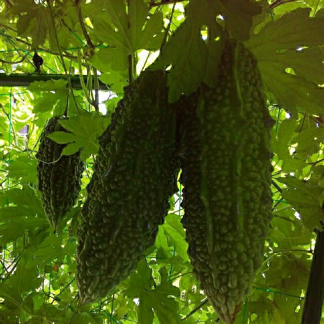 野菜箱詰め【野菜おまかせ♪野菜おためしセット】新鮮野菜 食品/飲料/酒の食品(野菜)の商品写真