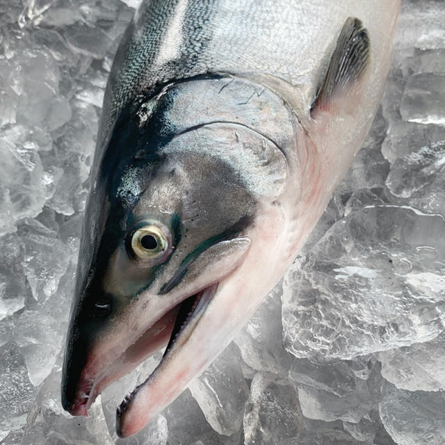 販売開始!獲れたて【漁師直送】カラフトマス 1.5〜2.0kg 販売開始!獲れたて【漁師直送】カラフトマス 1.5〜2.0kg