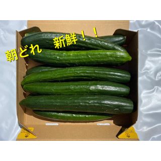 朝どれきゅうり　宮崎県産　訳あり(野菜)