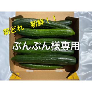 朝どれきゅうり　宮崎県産　訳あり(野菜)