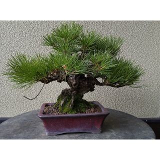 ムック様専用(その他)