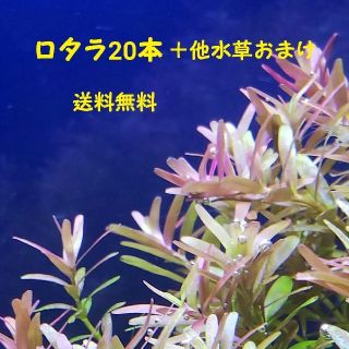 ロタラ ロトンディファリア20本 水中葉 おまけ水草有り(アクアリウム)